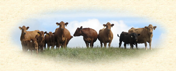 Gelbvieh on Pasture