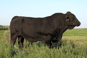At Ease A357:    We purchased this sire as an aged bull after being impressed by his progeny.  His EPD profile is excellent with CED in the top 5%, milk in the top 1% and marbling in the top 20%.  He will leave a lasting impact on our herd as his daughters are proving to be feminine females that produce top calves.  Sire of the Consensus 60G bull that was purchased by Prairie Hills Gelbvieh.
