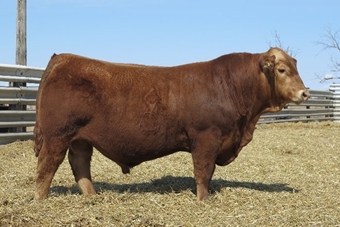 Nobleman:  One of the deepest bodied bulls we have ever raised, he was the high seller at our 2015 sale and we continue to use him artificially on select matings.  The consistency of his progeny is excellent and he has sired the Baller AI sire in the Bull Barn lineup and the Protégé sire we have used heavily here