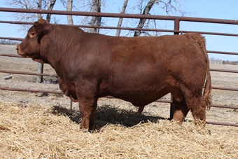 CIRS PowerDrive 455G: We really liked the pedigree and EPDs on this sire.  We have always been impressed with the Powerbuilt sire and his progeny, and feel that the Govenor on the dams side will add calving ease and maternal to this bulls progeny.  He also has 11 EPDs in the top 40% of the breed with a marbling EPD in the top 15%. He is long bodied, dark red and has excellent scrotal development.  We used him heavily on heifers and cows this year.