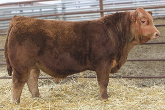 CMR Protg 121E ET:  Protg combines the genetics of the Nobleman sire and our 32S dam that has worked so well and is still in the herd at 15 years of age.  His calves have been high performers with excellent length of body.  Owned with Lazy TV Ranch in South Dakota and Rippe Gelbvieh in Nebraska.  