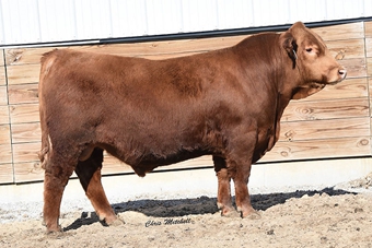 DBRG Steadfast 9115G BA 50:  We purchased the Steadfast sire from Rippe Gelbvieh in Nebraska to add calving ease and carcass traits to our red Balancer program.  His CED EPD is in the top 2% of the breed, BW in the top 4%, and marbling in the top 10%, with his own IMF ratio of 121.  His calves are consistently low birthweight with excellent depth of body.  Watch for his sons and females bred to him in this years sale.