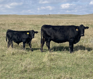 DDGR 203D and DDGR 130L -- A well-made, attractive Grand Plan 9420 ET son. We love our Grand Plan sons for their thickness and depth of body. This calf’s dam has been a Dam of Merit for the past four years. He has a 205-day weight of 721.