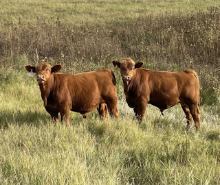 DDGR 173L and DDGR 14L – A pair of impressive, red future herd sires. DDGR 173L is a 63% Balancer out of STEADFAST 9115G, who we used to add calving ease. His dam achieved Dam of Merit status in 2022. DDGR 14L – is an 87 pound birthweight Trade Secret son.