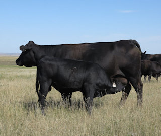 DDGR 169C and DDGR 43L – A low birthweight, 75% Balancer son sired by our heifer bull STEADFAST 9115G. His dam achieved Dam of Merit status in 2023.
