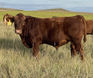 DDGR 48L – This impressive Grand Plan 9420 ET son has been a pasture standout all summer. His dark cherry red color and thickness make him an attractive future herd sire. He has a strong 205-day weight of 743.