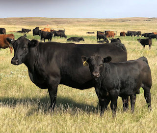 DDGR 11E and DDGR 82L – One of the most eye catching, impressive bulls in the pen. This bull has an incredible amount of depth of body. The DDGR Baller 429G calves are packed with depth and thickness. His dam was a Dam of Merit in 2022 and 2023. His 205-day weight is 755.