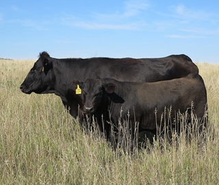 17E and 20M — This 99% All American son has been a favorite since birth. He's super impressive. Thick, wide topped and loaded with power and growth. His weaning and yearling weight EPDs are in the top 4% of the breed with marbling in the top 1%. His dam is a donor female whose lifetime weaning ratio is 116. 