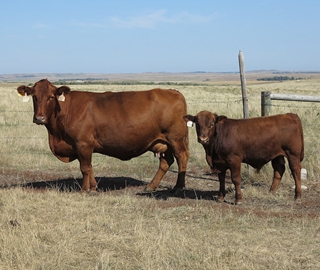 B525 and 40M - 
You have to love the cherry red color, structural soundness and look of this red Just N Time balancer bull. We purchased his dam, B525, at the Steve Schroeder dispersal and she has been one of our top producers putting several top selling bulls in our sale.