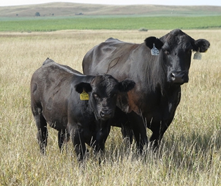 78G and 70M — A stout, powerful pasture standout. His dam is a Nobleman 79B daughter and she is a granddaughter of the DDGR Mandy 32S dam, two of the most influential lines in our herd! This calf is long bodied, strong on growth and thickness.