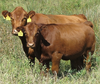 178J and 1M - The 178J female is a DDGR Resilient 275D daughter that did a great job mated to the LRSF Northshore J139 sire. This heifer calf is cherry red, deep bodied and attractive. She started at 66 pounds and has a nicely balanced set of EPDs. 