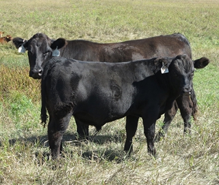 14K and 4M - We are very happy with the JRI Esquire calves. This guy is moderate framed, very attractive, long bodied and also has a very impressive set of EPDs. His dam goes back to the famous SAV Resource sire.