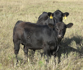 138K and 6M - 
The birth to growth spread on this DDGR Baller 429G son is outstanding. Check out the thickness and depth of body on this powerful bull with heifer bull EPDs. His CED is in the top 10% and BW is in the top 3%. His momma is a first calf heifer and we are excited to see what her future holds. 