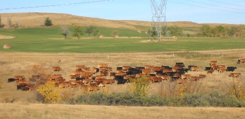 Gelbvieh Cows roaming pasture